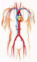 Imagem - sistema vascular