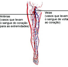 Imagem (artérias e veias)