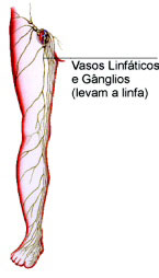 Imagem (vasos linfáticos)