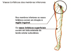 Imagem - (vasos linfáticos dos membros inferiores)